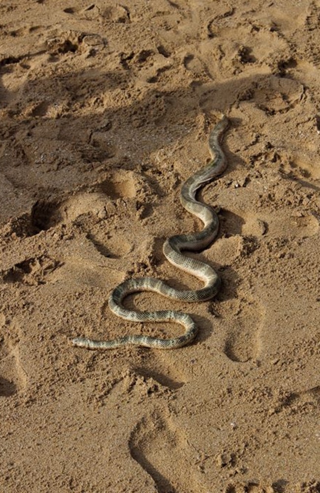 Highly venomous sea snake washes up on Manly Beach | Daily Telegraph