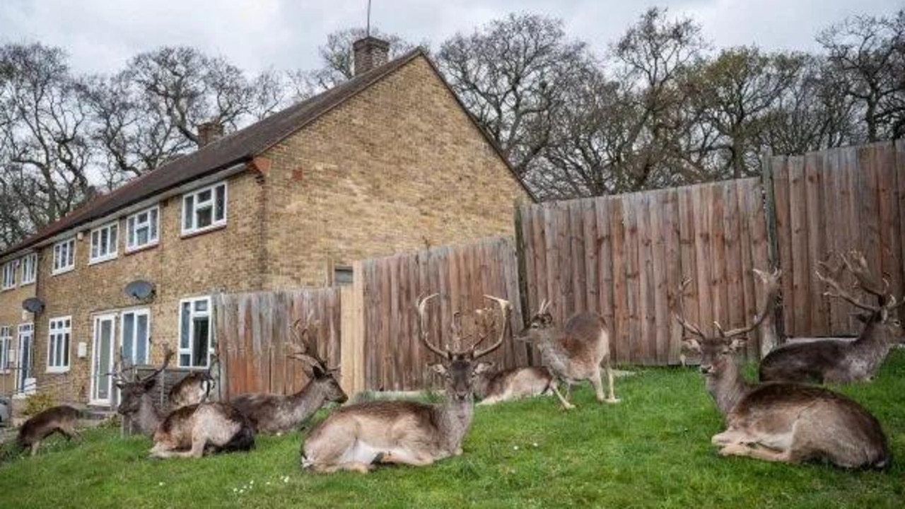 Deer decided to set up camp in Harold Hill in Essex this morning - locals said they'd never seen it happen before. Picture: Getty Images