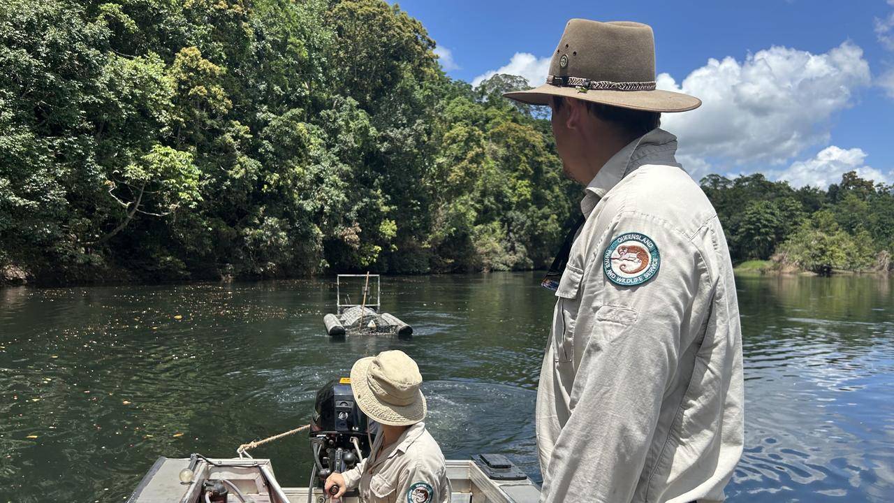 In February rangers captured a 3m croc near the Ross and Locke swimming hole on the Mulgrave River. Picture: Department of Environment, Science and Innovation