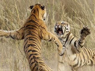 Must not publish until midnight Saturday 20th December MUST CREDIT PHOTOGRAPHER AND INCLUDE CAPTION AND PROMOTE 2014 National Geographic Photography Contest Honorable Mention Nature Photo and caption by Archna Singh /National Geographic 2014 Photo Contest “Muscle Power” This playful fight amongst two young sub adult Tigers was indeed a brilliant life time opportunity that lasted exactly 4-5 seconds. The cubs were sitting in the grass as dusk approached when suddenly one of them sneaked up behind the other and what happened next is captured in this image. Location: Bandhavgarh National Park, Madhya Pradesh, India This playful fight amongst two young sub adult Tigers was indeed a brilliant life time opportunity, that lasted exactly 4-5 seconds. The cubs were sitting in the grass as dusk approached when suddenly one of them sneaked up behind the other and what happened next is captured in this image. This playful fight amongst the siblings is what prepares them for their survival in the wild. The sheer power of the Tiger is beautifully captured in this image and portrays the sheer muscle power that these magnificent cats possess. May 5th, 2014, Bandhavgarh National Park, Madhya Pradesh, India.