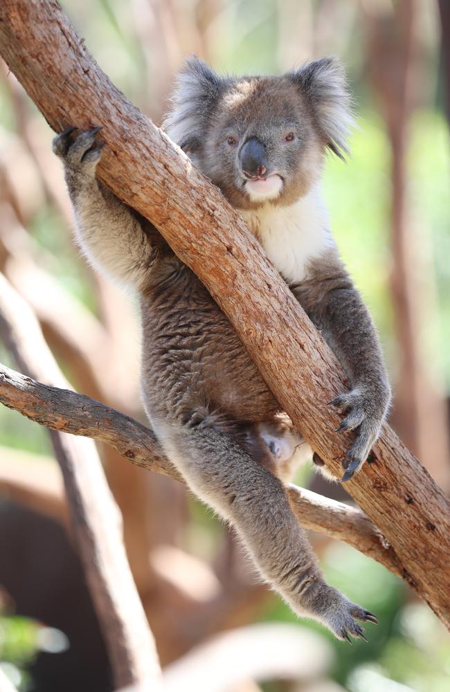 Merri the Koala is on the move. Picture: Alex Coppel