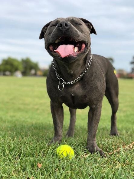 Roos star Shaun Atley’s dog Tako plays ball of a different kind. Picture: Instagram