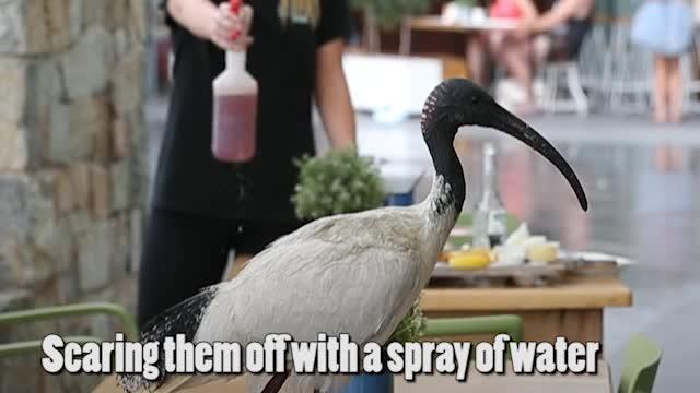 Ibis harass diners at Surfers Paradise