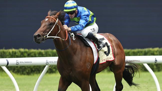 Exciting colt Gallo Nero returns to the races in Saturday’s Spirit Of Boom Classic at Doomben. Photo: Jeremy Ng/Getty Images.