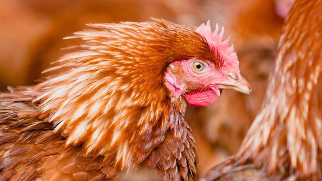 The egg industry’s call to lock up all Victorian hens, ducks and other birds is likely to prove deeply unpopular with thousands of backyard poultry producers amid logistics challenges.