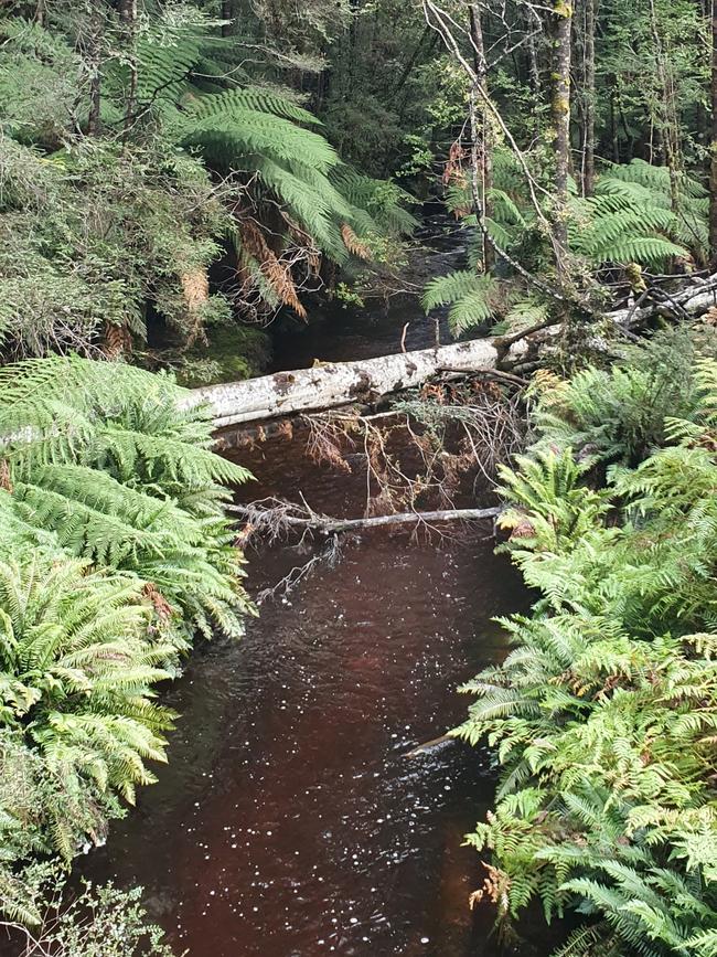 The tannin-stained Styx River in the Florentine Valley which is the life source of some of the tallest trees on earth. Picture: EDDIE SAFARIK