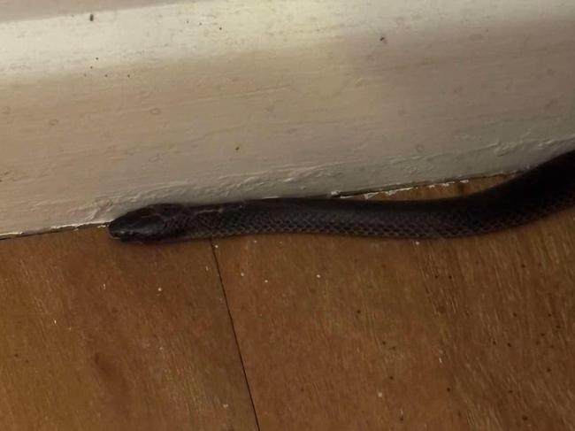 An eastern small eyed snake in a Brisbane loungeroom. PHOTO: Sarah Wylie