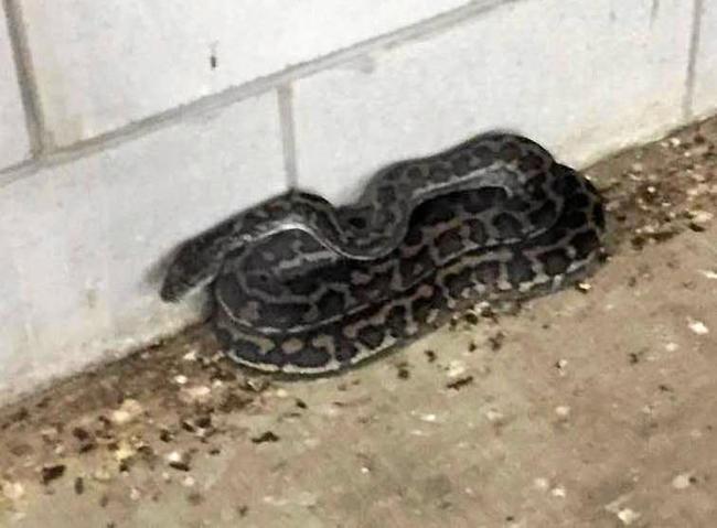 SCALY SURPRISE: Jabecca Anne Stewart photographed this carpet python curling up in the Centro car park on Sunday. Picture: Contributed