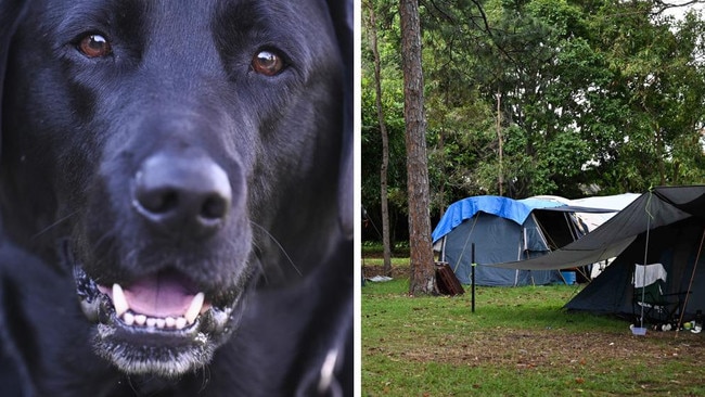 A local council has voted to clamp down on homeless people sleeping rough in public spaces, including a new ban on pets and publicly sleeping in vans or cars.