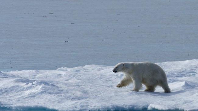 Polar bears are always keen to sniff around the soldiers’ tents.