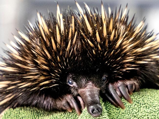 ‘Small but fast’ Sonic the echidna joins a spike in RSPCA wards