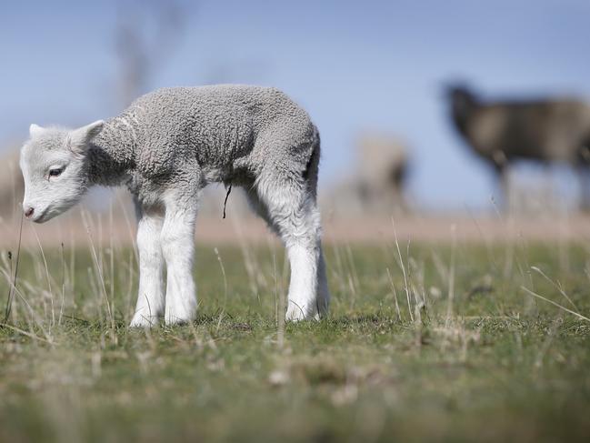 Lamb and beef prices are at risk from the green drought.