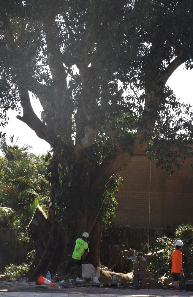 Crews work to cut down the 120-year-old fig tree at Woody Point. PHOTO: Barry Tuton