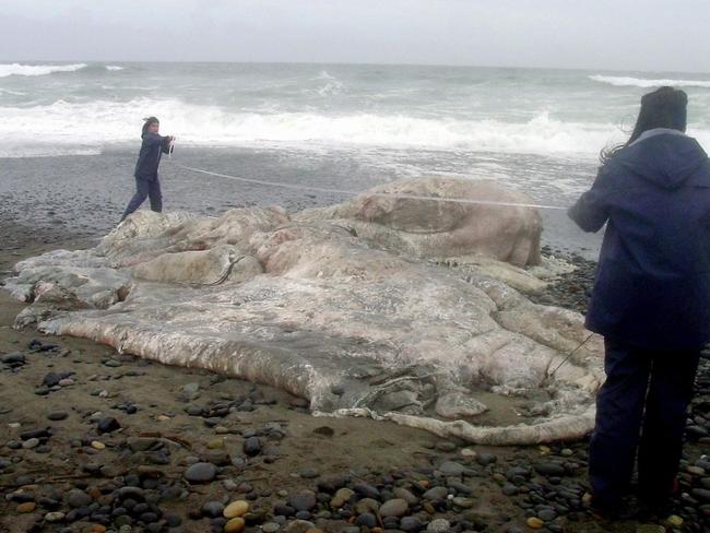 Scientists measure a rare, giant octopus found dead on a beach in Los Muermos.