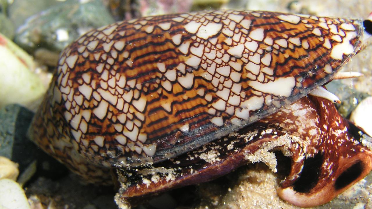 Aussies have been warned about a cone snail found in NSW | news.com.au ...