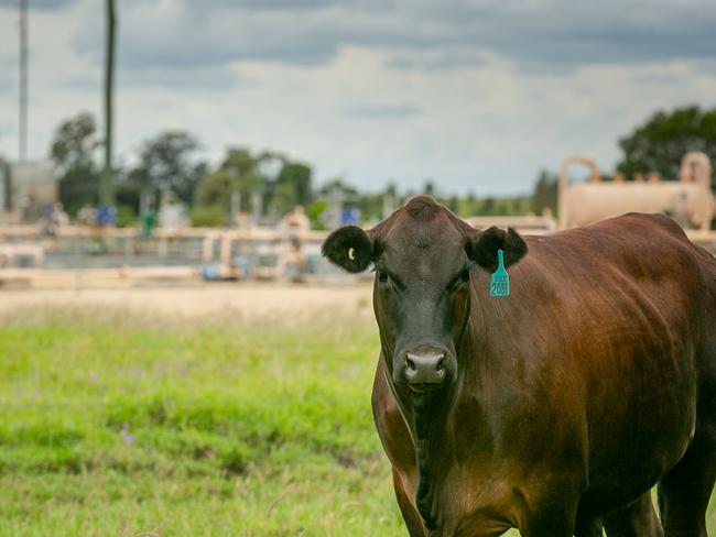 Keep the lights on.     Santos, Cattle in  front of a Gas well in Wallumbilla