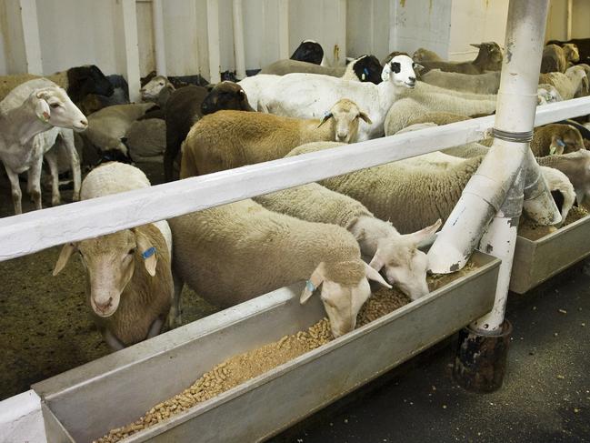 Live sheep exports- sheep at feed troughs aboard "MV Merino Express" livestock export ship, Port of Fremantle, Perth, Western Australia. Animals are fed a blend of pelletised hay and other mixed grains specially formulated to help them maintain condition during transport. Picture: supplied