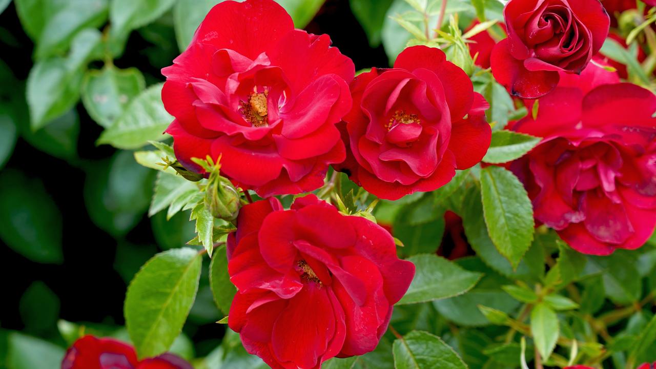 30 new-release roses in Australia | Daily Telegraph