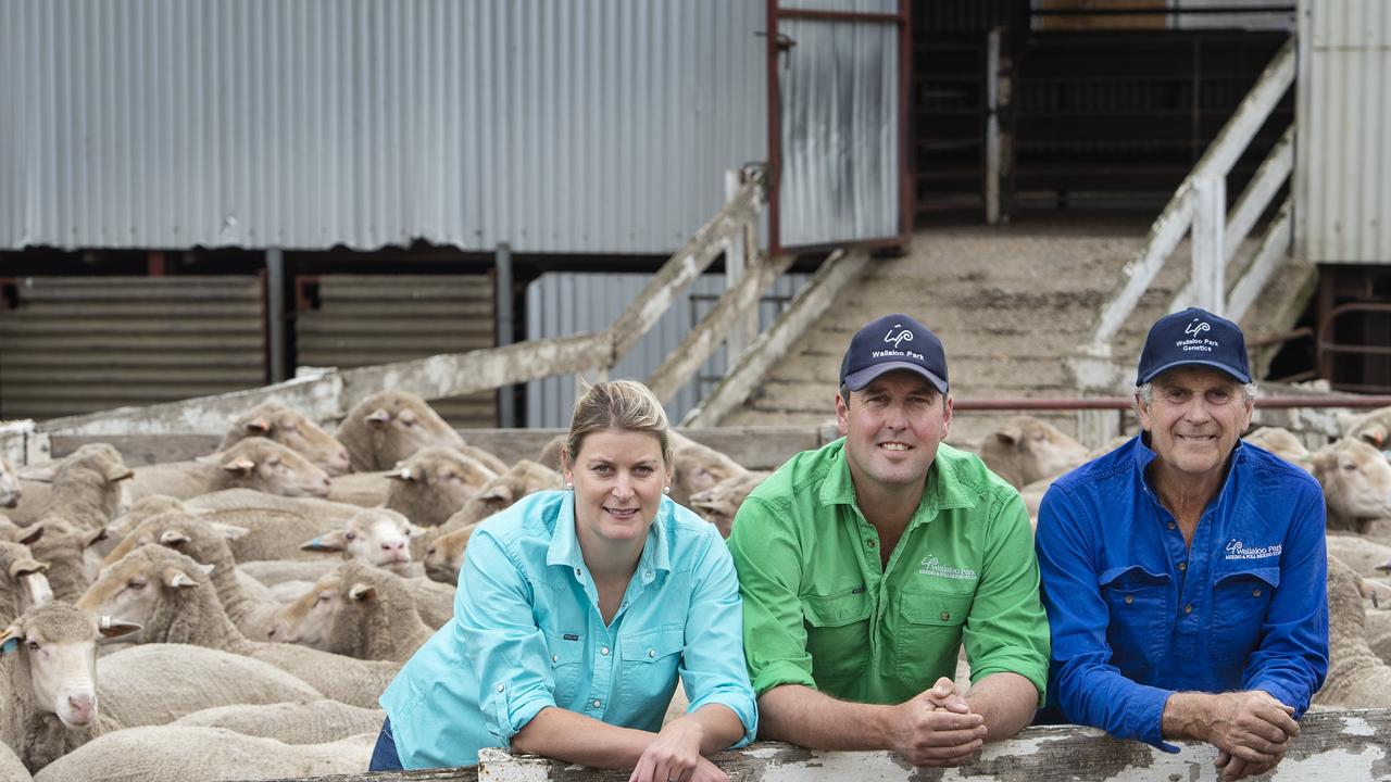 Wool prices still on the rise