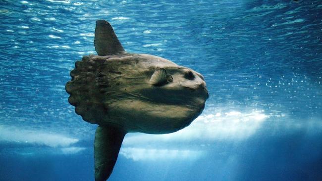 Sailor Xavier Doerr believes his boat collided with a sunfish. Picture: Stock.