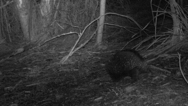 Short beaked echidna.