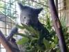 Watch: First Coffs bypass koala survivors set free