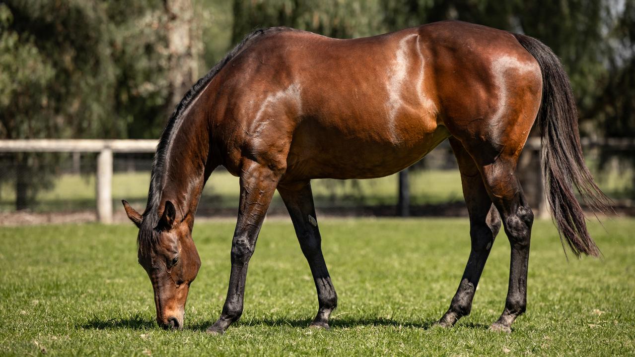 Winx is considered the best racehorse of all time.