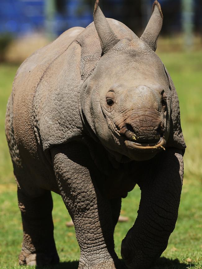 Greater one-horned Rhino baby Rajah born in October. Picture: Toby Zerna