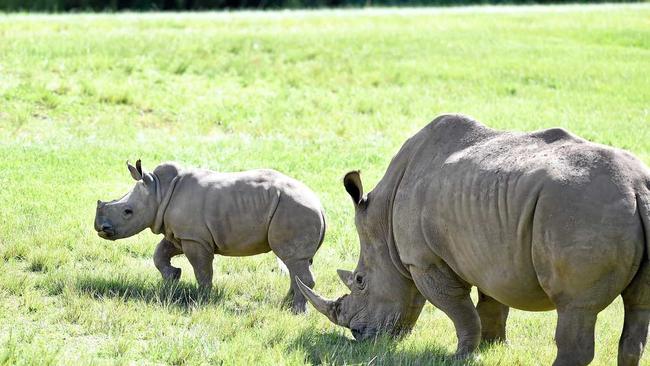 Australia Zoo welcomed Carrie, a baby rhino late last year and now the public can finally meet her on the zoo&#39;s African Savannah. Picture: Patrick Woods