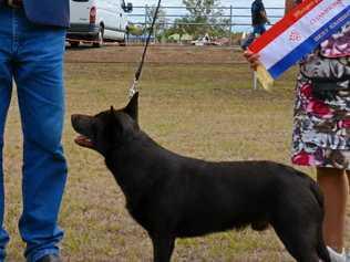 BEST IN SHOW: Steve and Kathy Whyatt with Bellyjacks Just Foolin Around at the Murgon Show on March 16, 2019. Picture: Jessica McGrath