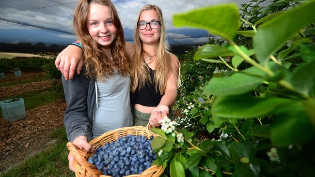 Tuckerberry Hill blueberry farm is opening early this year due to an unseasonably early crop. Pictured are farm workers (from Germany) Lu Kleinbongartz (jumper) and Michelle Reich Picture: Mitch Bear