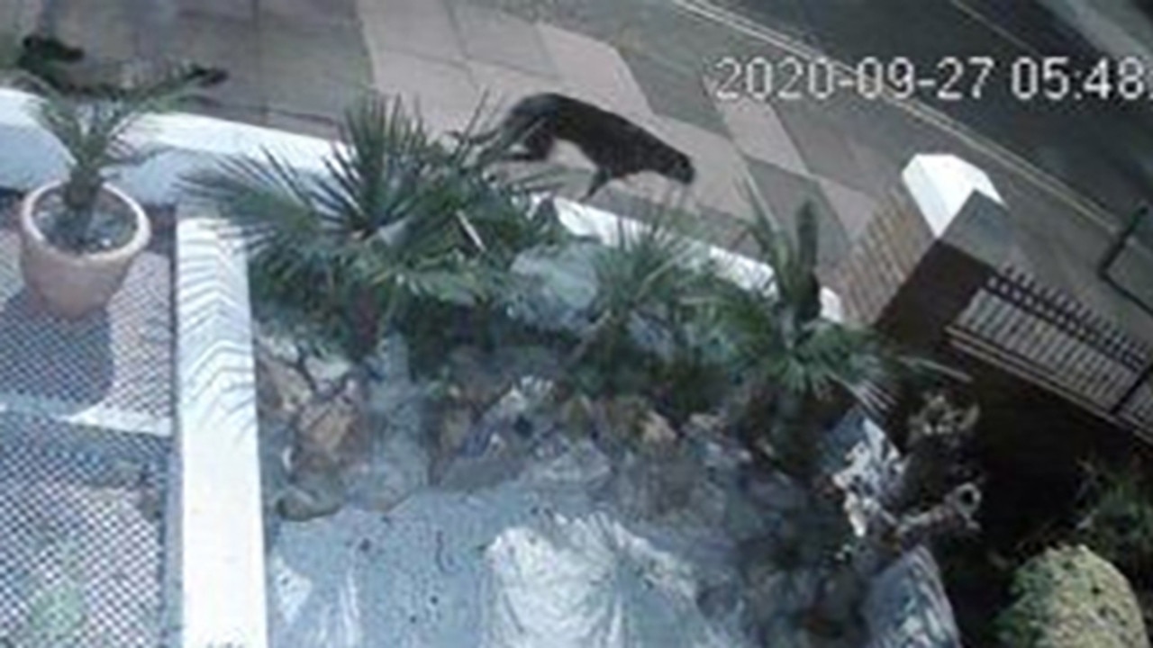 The cat was filmed walking outside the woman’s home on Sunday morning and ‘looked hungry’. Picture: Jam Press