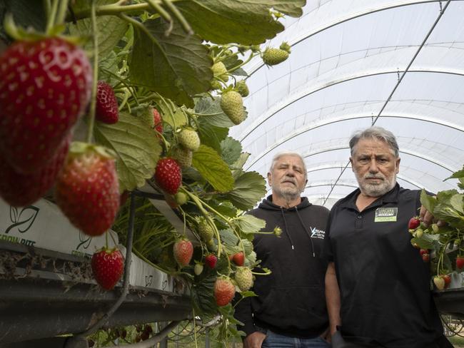 Adelaide Hills berry farm brothers, Sam and Dominic (t-shirt) Virgara walking through strawberries that can not be picked and sold because they are on the edge of the fruit fly zone.19th February 2025 Picture: Brett Hartwig