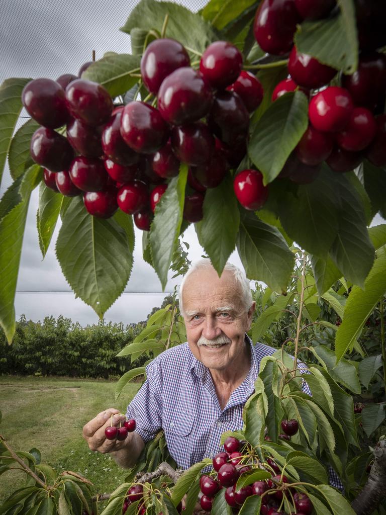 Woodstock Orchards owner Mike Oakford who has started harvesting cherries at Woodstock. Picture: Chris Kidd