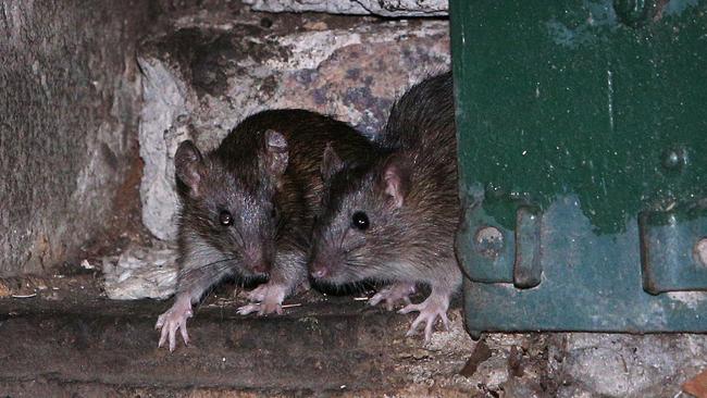 Rats scurry in a Surry Hills laneway. Picture: Richard Dobson