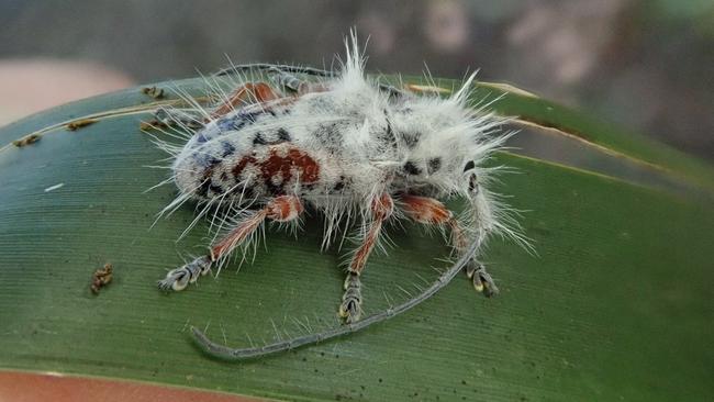 A University of Queensland researcher has discovered a new species of fluffy longhorn beetle while camping in the Gold Coast hinterland. Picture: Lingzi Zhou, Australian National Insect Collection