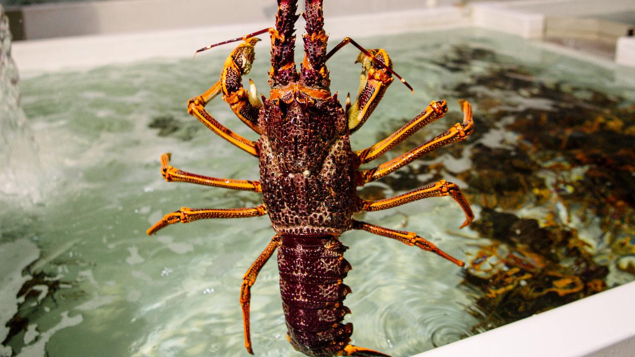 State bails on wind farms, backs lobsters