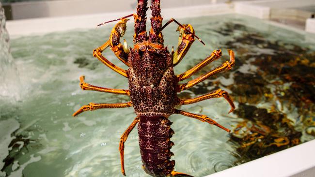 Andrew Ferguson, Managing Director Ferguson Australia Group which is a large exporter of South Australian Rock Lobsters. Adelaide, Wednesday, November 4, 2020. (The Australian/ Morgan Sette)