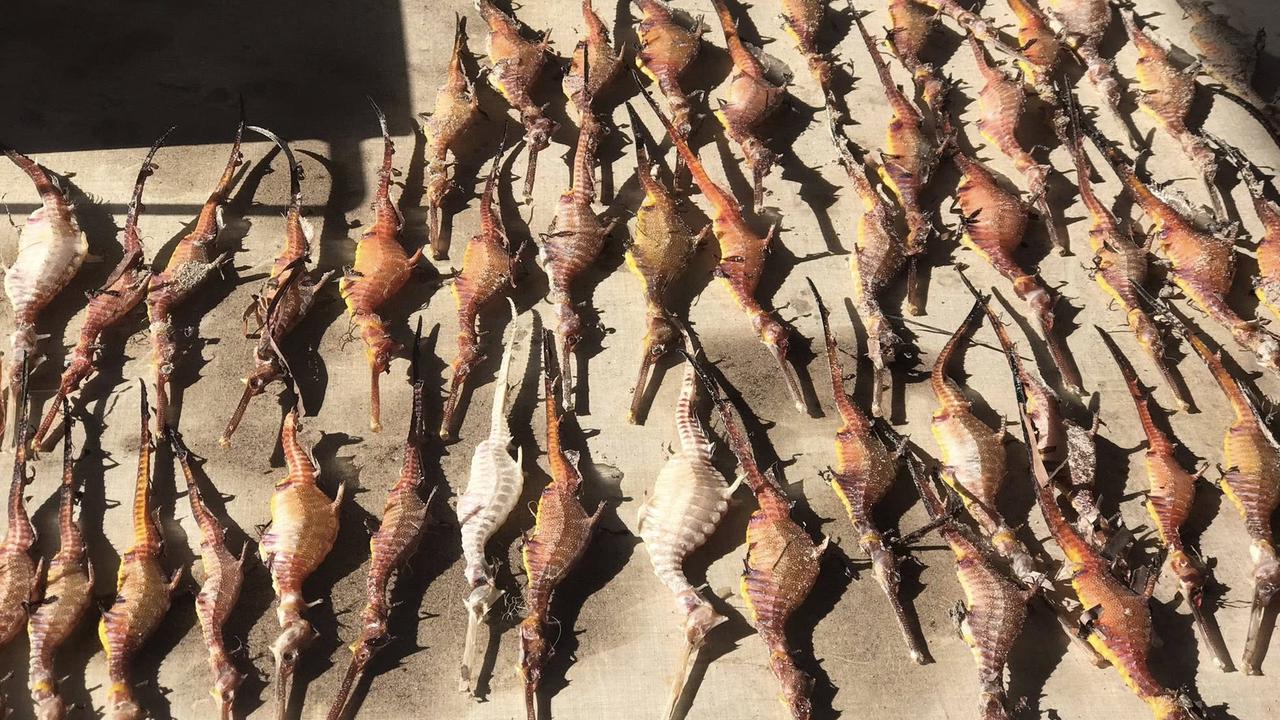 Seahorses that have fallen victim to the scourge. Picture: Supplied