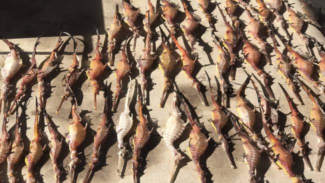 Seahorses that have fallen victim to the scourge. Picture: Supplied