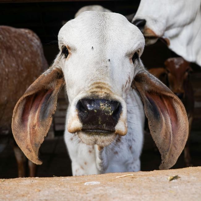 Hare Krishna Valley calves remain with their mothers. Picture: Rachel Simmonds