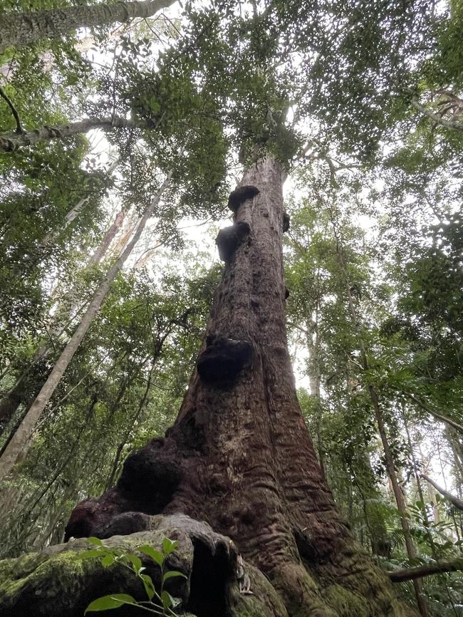 The tree is a 20-minute drive from where William went missing. Picture: Dan Box/News.com.au