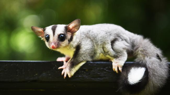 Baby sugar glider Doodah at the Territory Wildlife Park. Picture: HELEN ORR