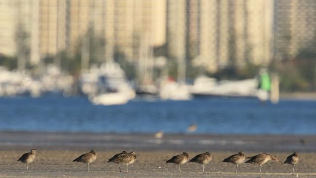 Whimbrel Migratory birds from Siberia on sandbanks in the Broadwater