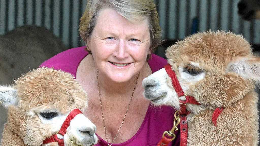 Come and meet adorable alpacas | The Courier Mail