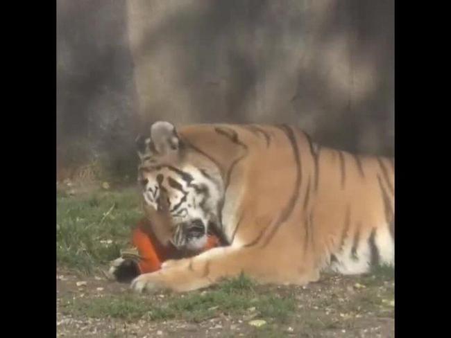 Tiger Plays With Pumpkin at Milwaukee County Zoo