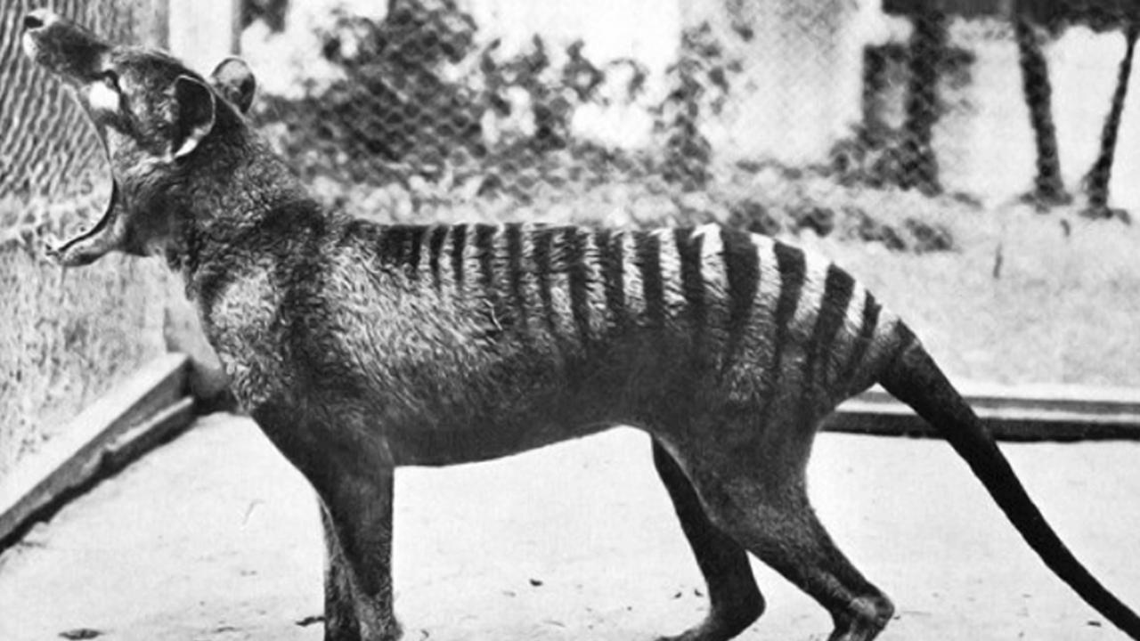 Tasmanian Tigers Are Extinct, So Why Are Locals Reporting Sightings?