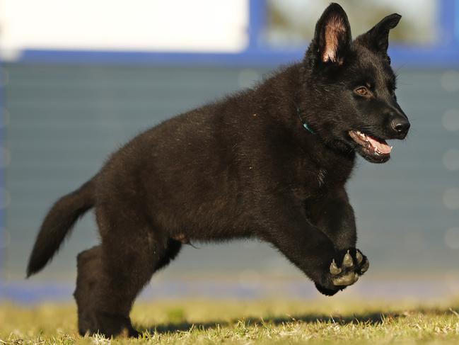 Apollo was named after a contestant of The Bachelorette. Picture: Sam Ruttyn