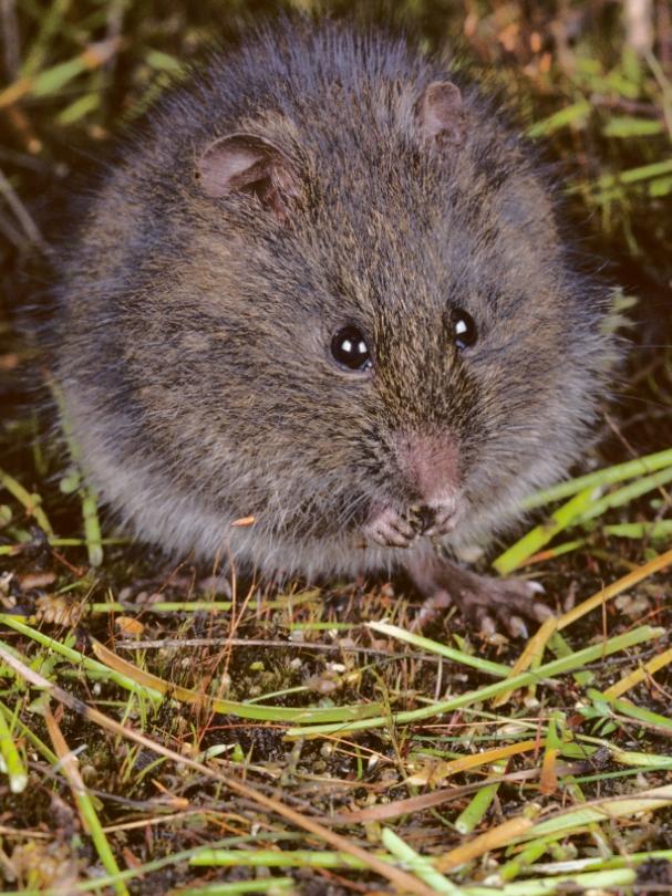 Broad-toothed Rat. Photo: Dave Watts
