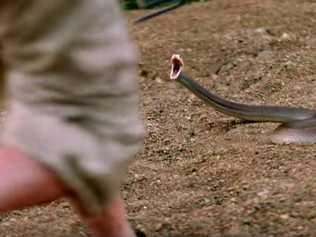 A Coastal Taipan ready to strike, the same breed as the snake that bit little Agnes Water boy Eli Campbell. Source: Discovery channel.